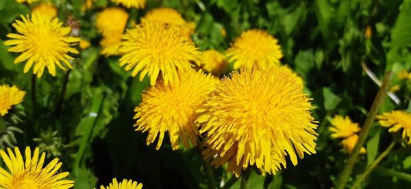 Close-up of yellow flowering plant on field