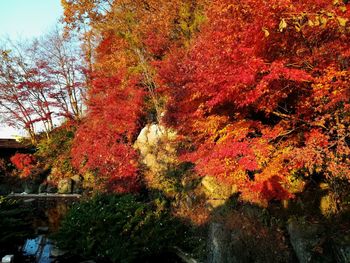 Red maple tree