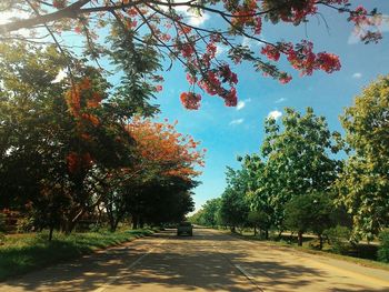 Road passing through forest