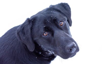 Close-up of a dog looking away