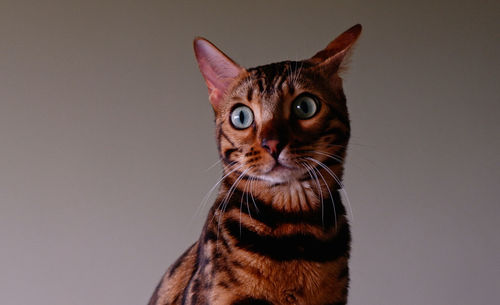 Close-up of a surprised bengal cat