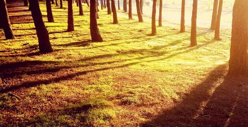 View of trees in forest