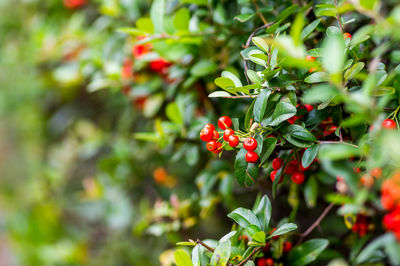Close-up of red berries growing on tree