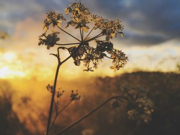 Close-up of flower tree against sky during sunset