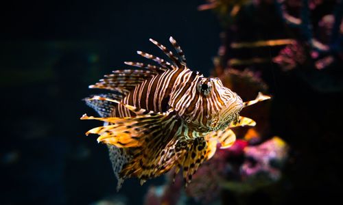 Close-up of fish swimming in sea