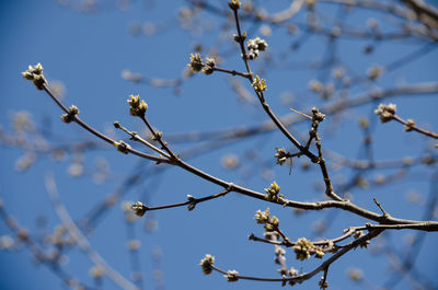 Low angle view of flowering plant against blue sky