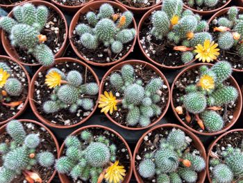 Full frame shot of potted plants