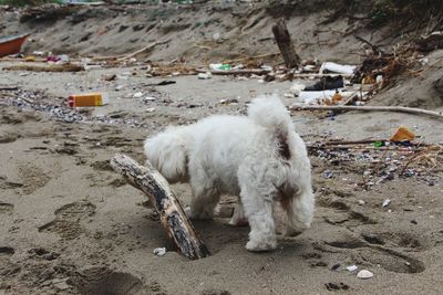 White dog on beach