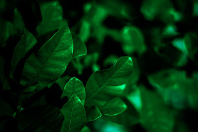 High angle view of plants