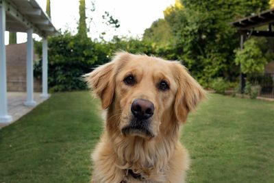 Close-up portrait of golden retriever