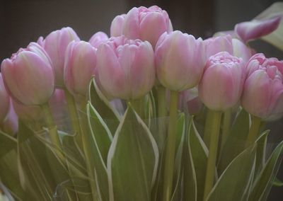 Close-up of pink tulips on field