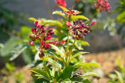 Close-up of red flowering plant