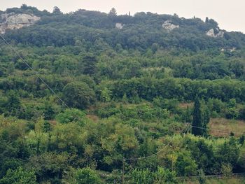 High angle view of trees in forest