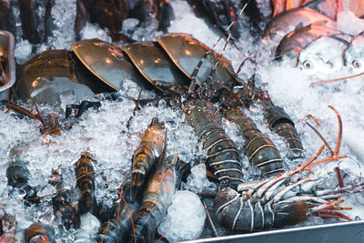 High angle view of sea food in ice for sale