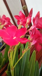 Close-up of pink flowering plant