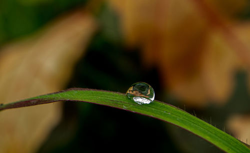 Close-up of raindrops on grass