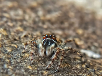 Close-up of spider