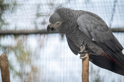 Close-up of bird