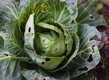 Green cabbage plant damaged by cabbage worm infestation