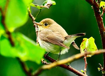 Close-up of bird perching on branch