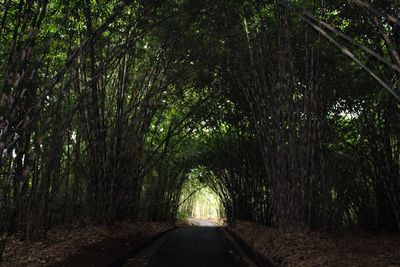 Empty road amidst trees in forest