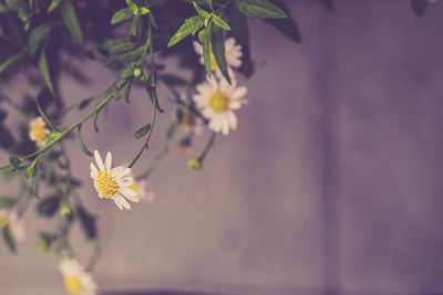 Soft focus of white daisy flowers plant and tree garden nature background decoration