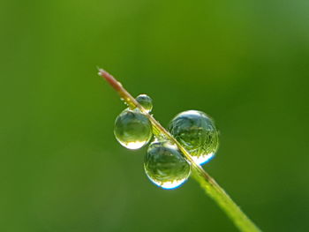 Close-up of water drop on green leaf