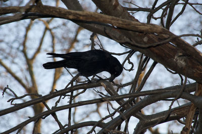 Low angle view of bird perching on branch