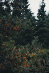 Pine trees on field in forest