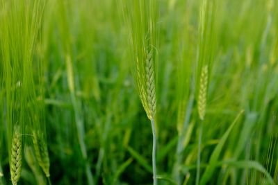 Close-up of wheat growing on field