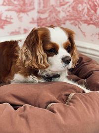 Close-up of a dog resting on bed