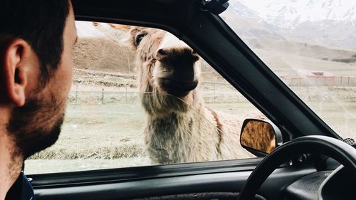 Side view of horse in car