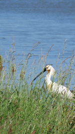 Bird on grass by lake