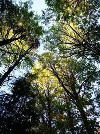 Low angle view of trees against sky