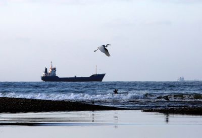 View of birds flying over sea against sky