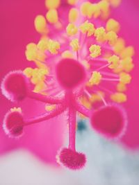 Close-up of pink flower