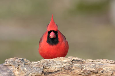 Close-up of bird perching on rock