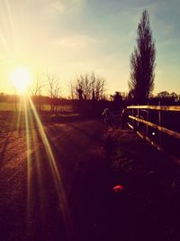 Sun shining through trees