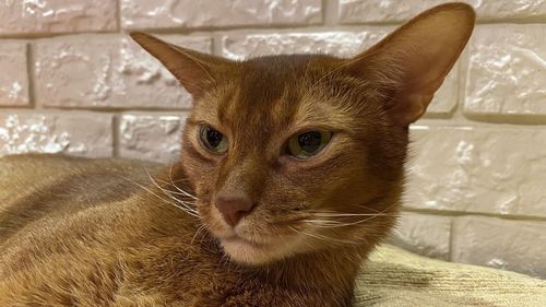 Close-up portrait of a cat