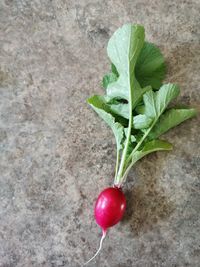 High angle view of berries on plant