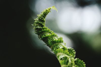 Close-up of fern outdoors