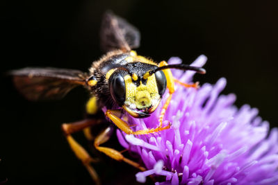 Close-up of bee on purple flower