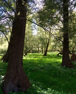 Trees on grassy field