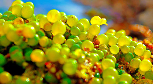 Close-up of grapes growing on plant