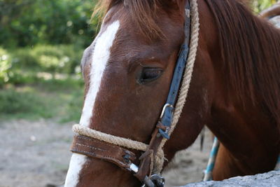 Close-up of brown horse at farm