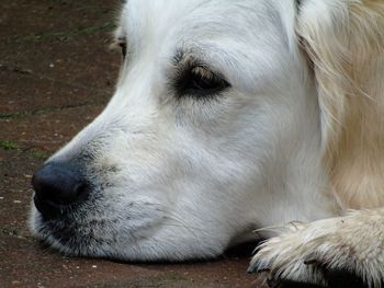 Close-up of dog outdoors