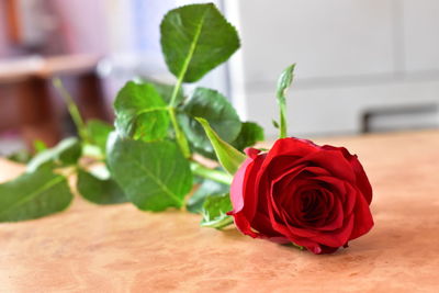 Close-up of rose bouquet