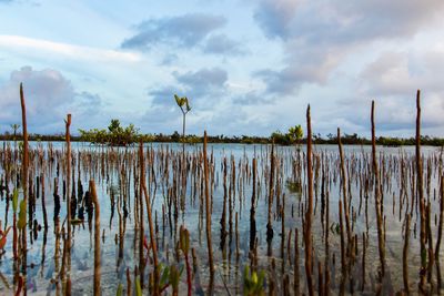 Scenic view of lake against sky