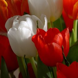 Close-up of red tulip