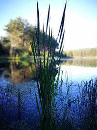 Close-up of fresh plants in lake against sky